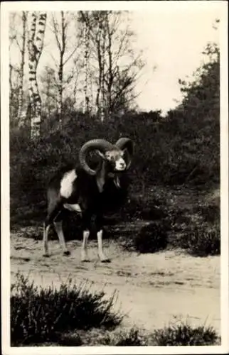 Ak Mufflon, Wildschaf, Tierwelt