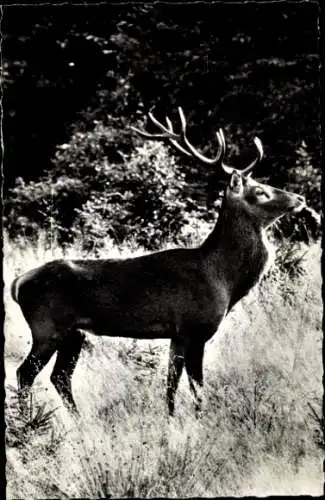 Ak Edelhirsch, Portrait in der Natur