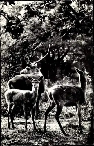 Ak Edelhirsch mit Hirschkuh und Kalb