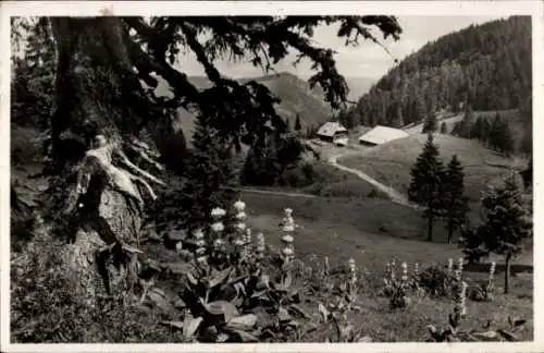 Ak Feldberg im Schwarzwald, Zastlerhütte