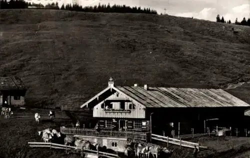 Ak Hausham in Oberbayern, Gindelalm, Rinder