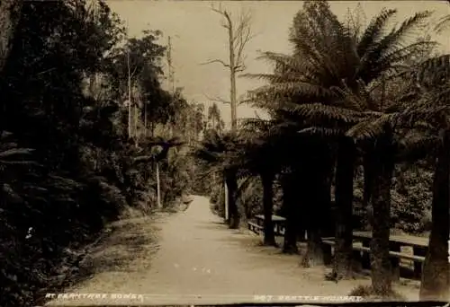 Foto Ak Hobart Tasmanien Australien, Ferntree Bower