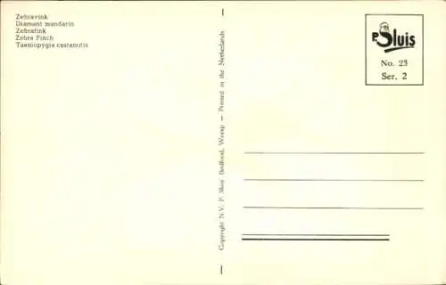 Ak Zebrafink, Vogel