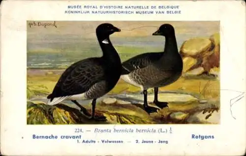 Künstler Ak Dupond, Hub., Musee Naturelle de Belgique, Bernache cravant, Rotgans, Nr. 224