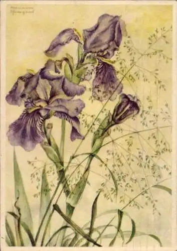 Künstler Ak Schneegans, Marianne, Blumen, Schwertlilie, Ackermann 10042