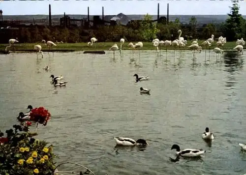 Ak Dortmund im Ruhrgebiet, Bundesgartenschau 1959, Tierparadies Flamingoteich, Eingang Ruhrallee