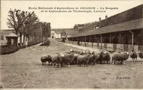 Ak Thiverval Grignon Yvelines, École Nationale d´Agriculture, La Bergerie, La Laiterie, Moutons