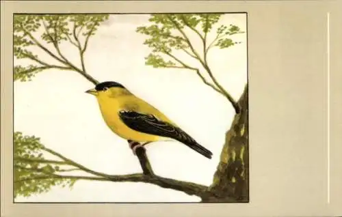 Ak Trauerzeisig, American Goldfinch, Carduelis tristis