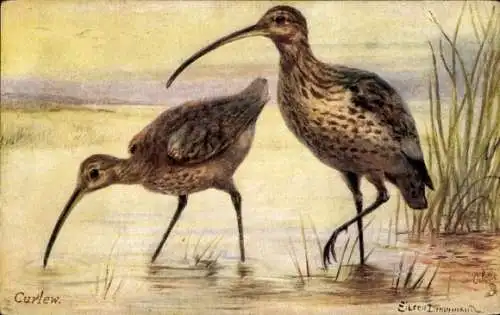 Künstler Ak Drummond, Eileen, Curlew, Brachvögel, Tuck 9548