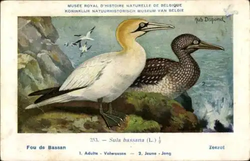 Künstler Ak Dupond, Hub., Musee Naturelle de Belgique, Fou de Bassan, Zeezot, Nr. 253