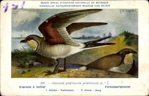 Künstler Ak Dupond, Hub., Glareole a collier, Vorkstaartplevier, Nr. 269