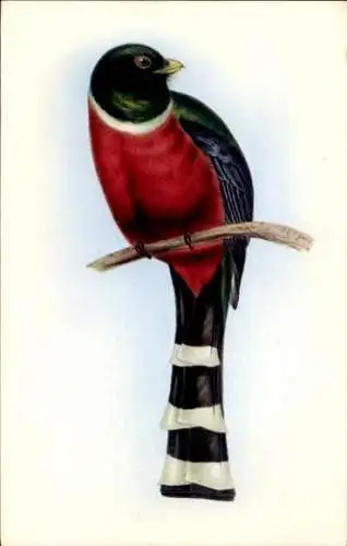 Künstler Ak Gould, J., Trogon Mexicanus, Vogel