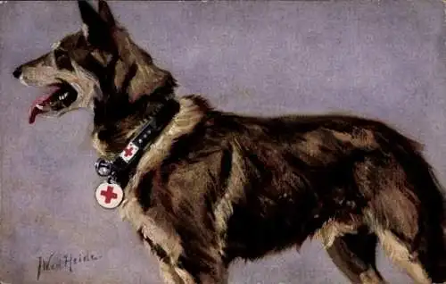 Künstler Ak v. d. Heide, J. W., Sanitätshund, Deutscher Schäferhund