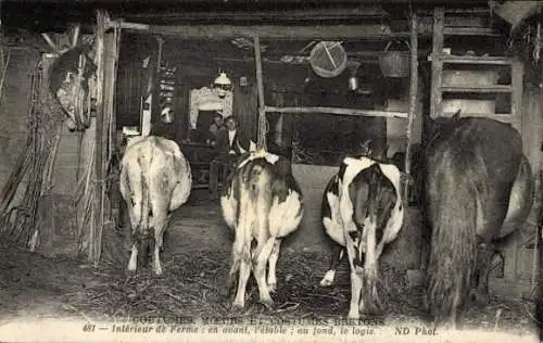 Ak Bretagne, Interieur de Ferme, Rinder