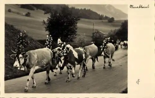 Ak Almabtrieb, Kühe, Kopfschmuck, Straßenpartie