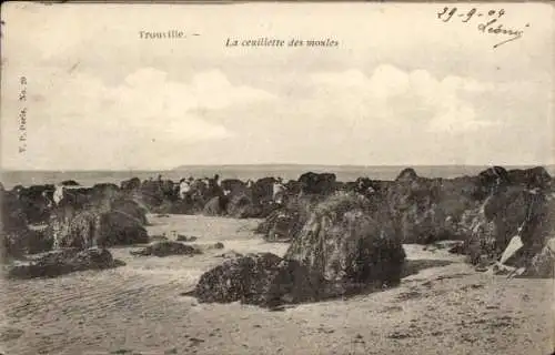 Ak Trouville Calvados,  La ceuillette des moules