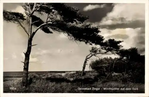 Ak Zingst, Ostseebad, Windflüchter auf dem Darß, Landschaft