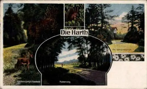 Ak Goschwitz Markkleeberg in Sachsen, Harthschlösschen, Kaiserweg, Hartheingang, Rehe, Eichhörnchen