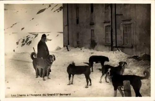 CPA Schweiz, Les Chiens a l'Hospice du Grand Saint Bernard