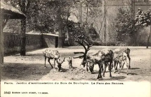 Ak Paris, Jardin d'acclimatation du Bois de Boulogne, Le Parc des Rennes,Rentier