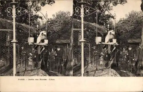 Stereo Ak Paris, Jardin des Plantes, L'Ara