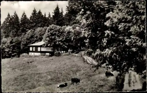 Ak Bad Lauterberg im Harz, Restauran Himmelshöhe, Kühe