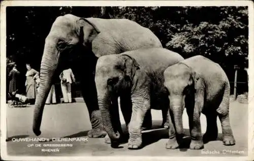 Ak Rhenen Utrecht, Ouwehands Zoo, Indische Elefanten