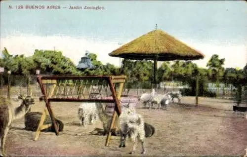 Ak Buenos Aires Argentinien, Zoologischer Garten