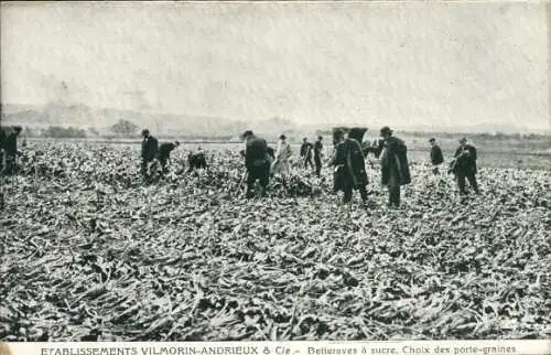 CPA Etablissements Vilmorin-Andrieux, Betteraves a sucre, Choix des porte-graines