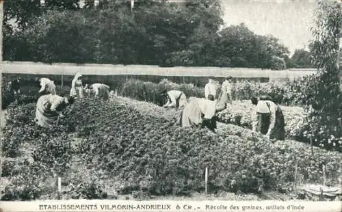 CPA Etablissements Vilmorin-Andrieux, Recolte des graines