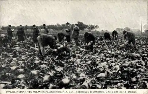 Ak Etablissements Vilmorin Andrieux et Compagnie, Betteraves fourragères, Choix des porte graines