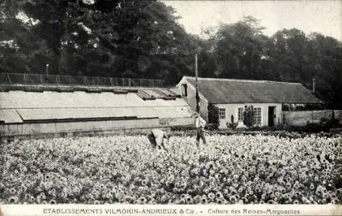 Ak Verrières le Buisson Essonne, Margerittenfeld, Vilmorin & Andrieux