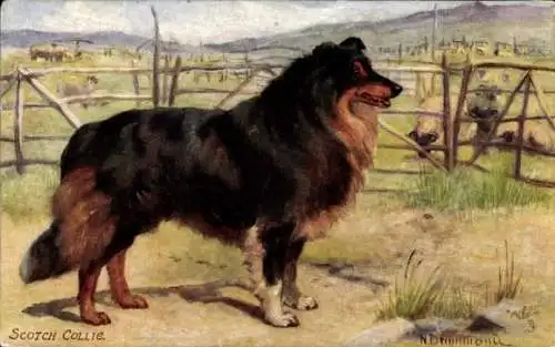 Künstler Ak Drummond, N., Scotch Collie, Schafe