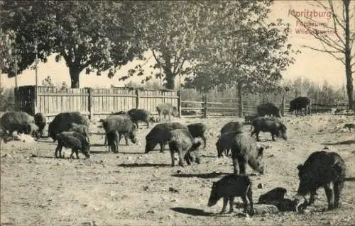 Ak Moritzburg in Sachsen, Fütterung der Wildschweine