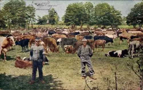 Ak Wirklichkeitsbilder vom Kriegsschauplatz, Schlachtviehherde hinter der Front, I WK