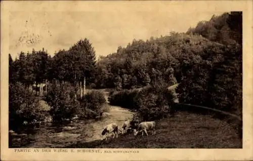 Ak Schönau im Schwarzwald, Flussufer, Kühe