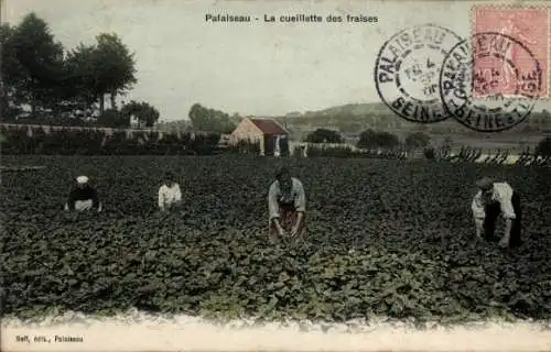 Ak Palaiseau Essonne, Erdbeerpflücke auf dem Feld