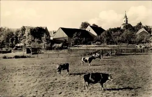 Ak Schmannewitz Dahlen im Kreis Nordsachsen, Rinder auf einer Weide, Blick zum Ort