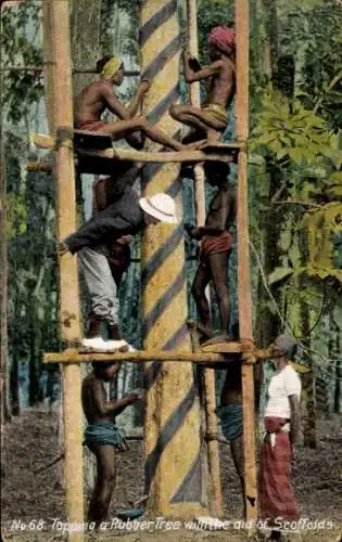 PC Ceylon Sri Lanka, Topping a Rubber Tree with the aid of Scoffolds