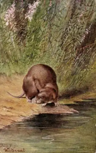 Künstler Ak Water Rat, Schwimmratte