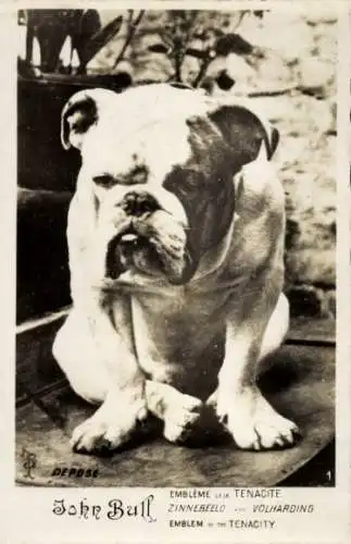 Ak Bulldogge, Hund, Tierporträt, John Bull