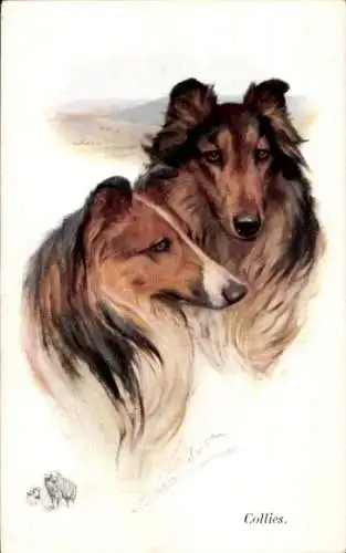 Künstler Ak Zwei Collies, Hundeportrait