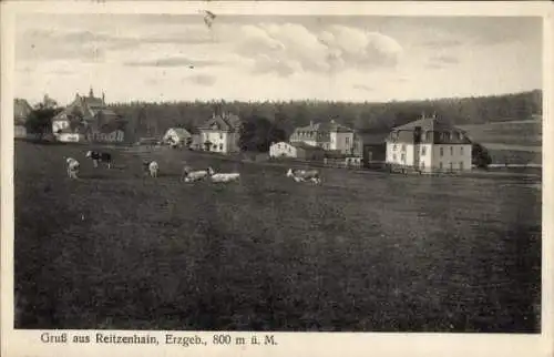 Ak Reitzenhain Marienberg im Erzgebirge, Zollhäuser, Kühe