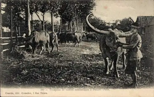 Ak Phnom Penh Kambodscha, Herde heimischer Büffel