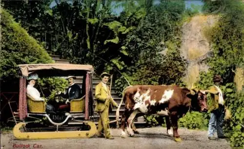 Ak Madeira Portugal, Carro de Bois, Bulle zieht einen Schlitten