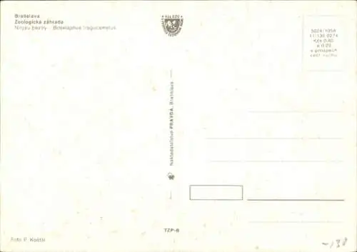 Ak Pressburg Bratislava Slowakei, Zoo, Boselaphus