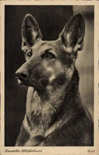 Ak Deutscher Schäferhund, Hundeportrait