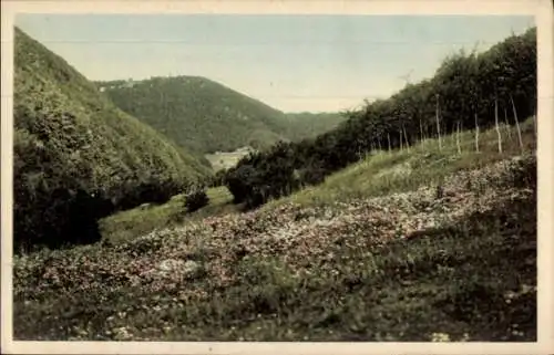 Ak Bad Rippoldsau Schapbach im Schwarzwald, Wiesenpartie, Wald, Berge