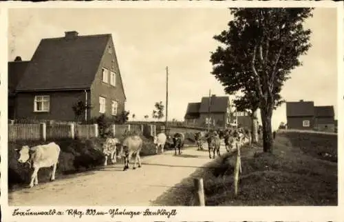 Ak Frauenwald am Rennsteig Ilmenau in Thüringen, Straße, Kühe, Wohnhäuser