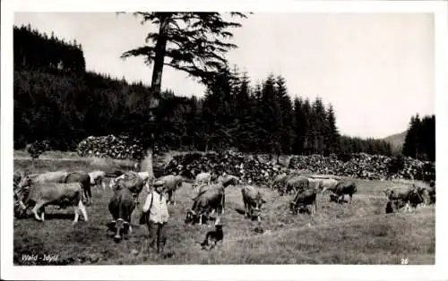 Ak Wald-Idyll, Rinderherde auf der Weide, Hirte
